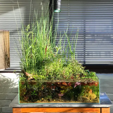 https://aquariumia.com/blog/page/33/