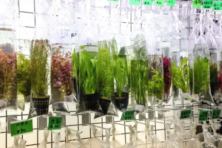How Long Do Aquarium Plants Live?