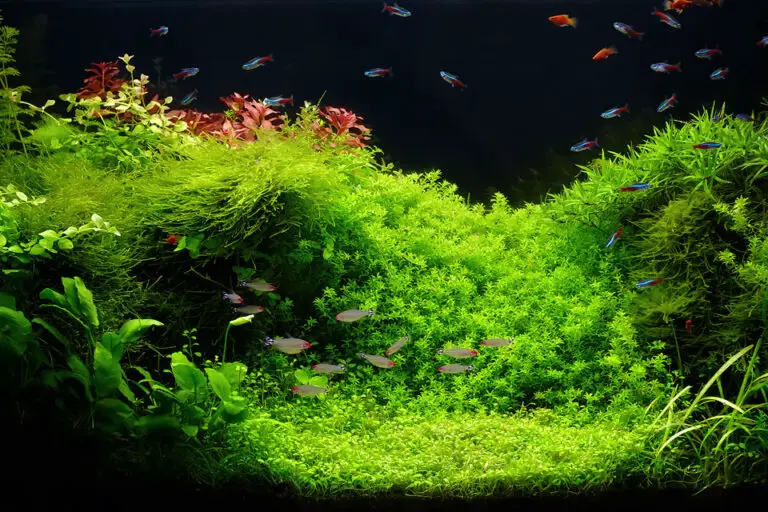 How to Fertilize Aquarium Plants Naturally?