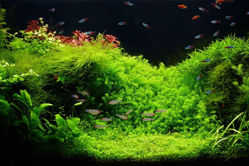 How To Fertilize Aquarium Plants Naturally? Aquariumia