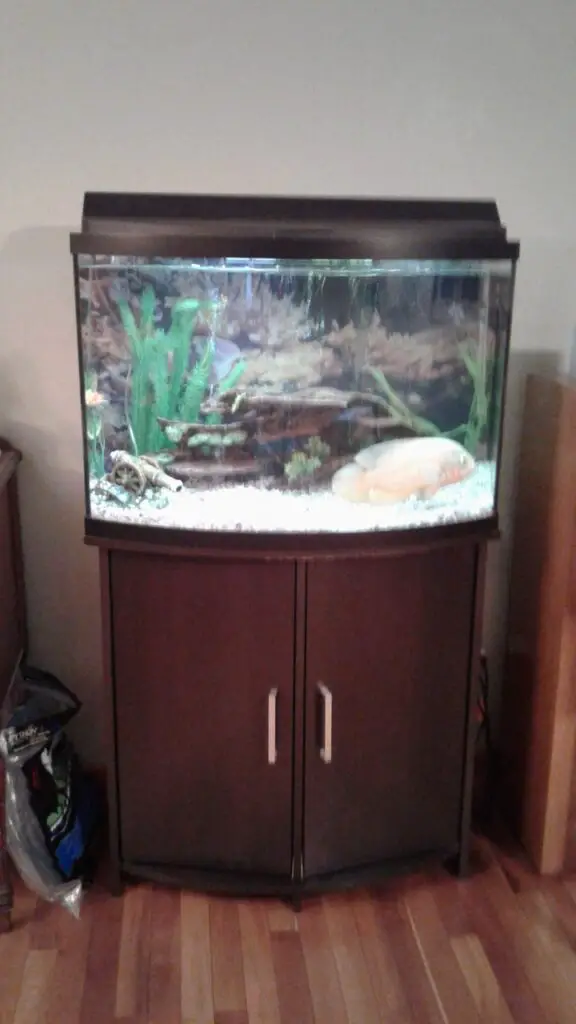 how-much-gravel-for-36-gallon-tank-aquariumia