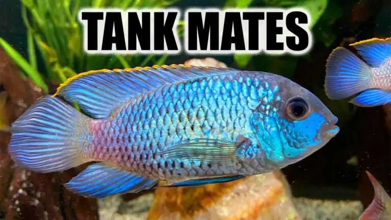 Blue Acara Tank Mates