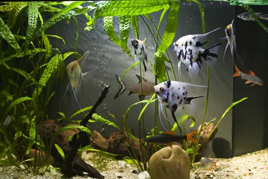 https://aquariumia.com/will-vinegar-kill-aquarium-snails/