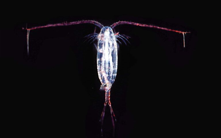 Are Copepods Harmful to Fish?