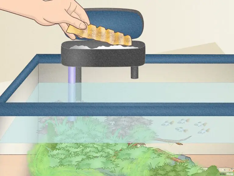 How to Clean Aquarium Filter Without Killing Bacteria?