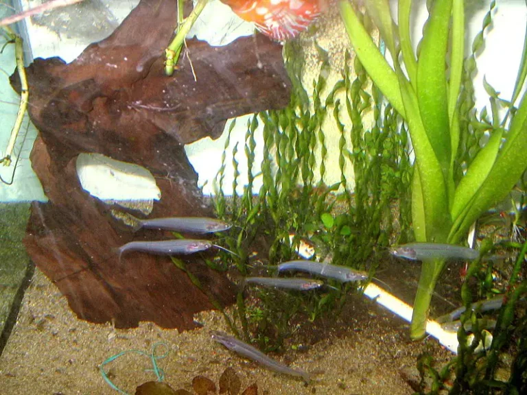 Aquarium Driftwood Problems