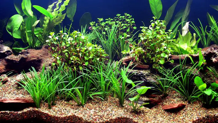 https://aquariumia.com/do-live-plants-help-keep-aquarium-clean/