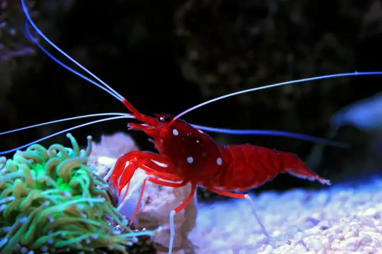 Are Blood Shrimp Good for Saltwater Aquarium?