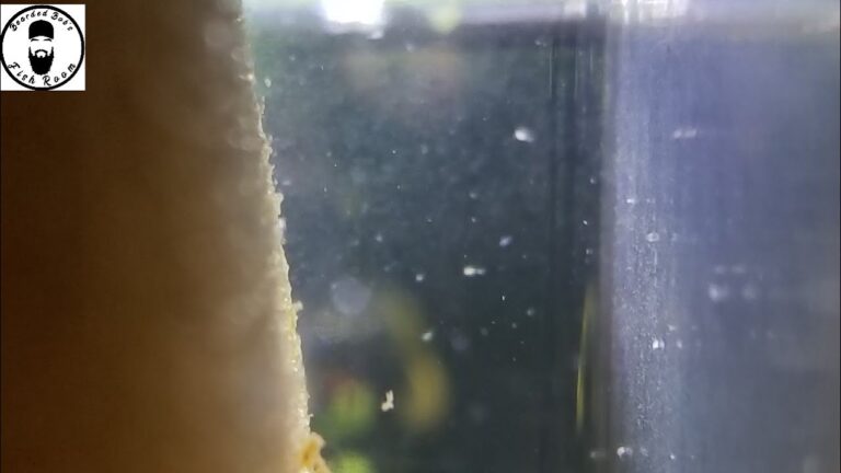 How Did Copepods Get in My Tank?