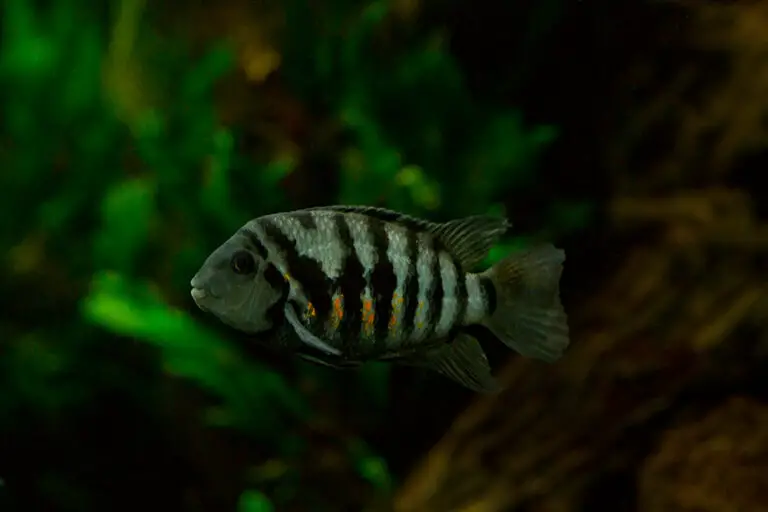 Convict Cichlid Tank Mates