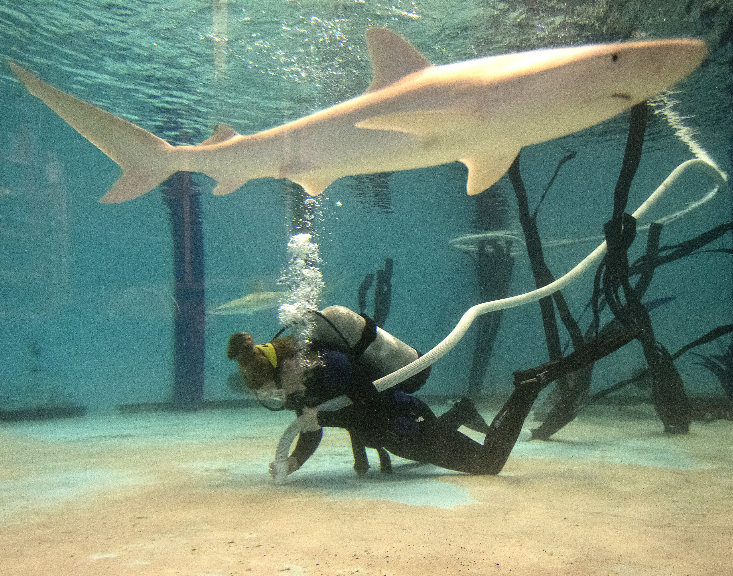 https://aquariumia.com/why-are-there-no-sharks-at-the-new-england-aquarium/