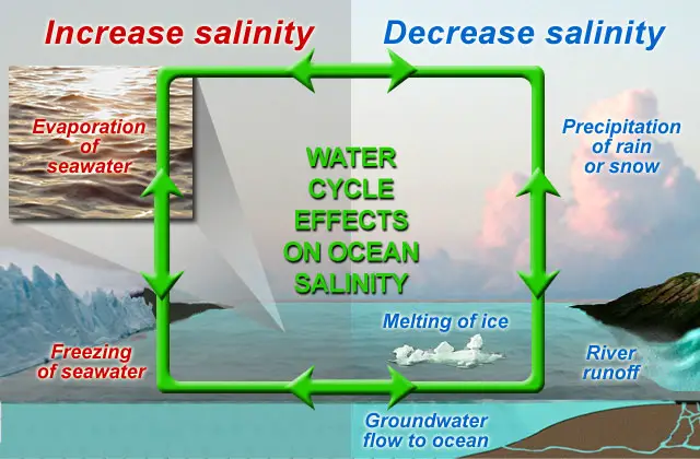 https://aquariumia.com/does-salinity-increase-with-temperature/