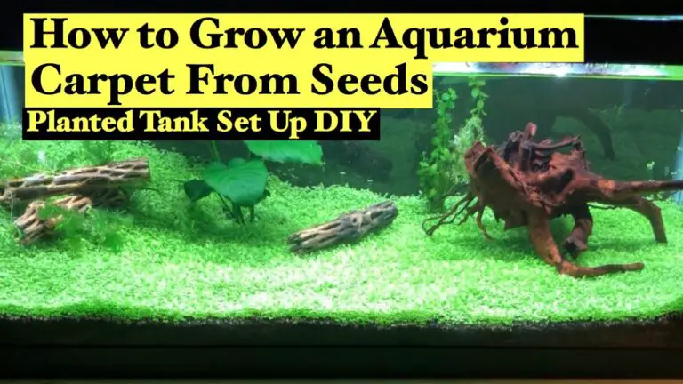 How to Plant Carpet Seeds in an Aquarium With Water?