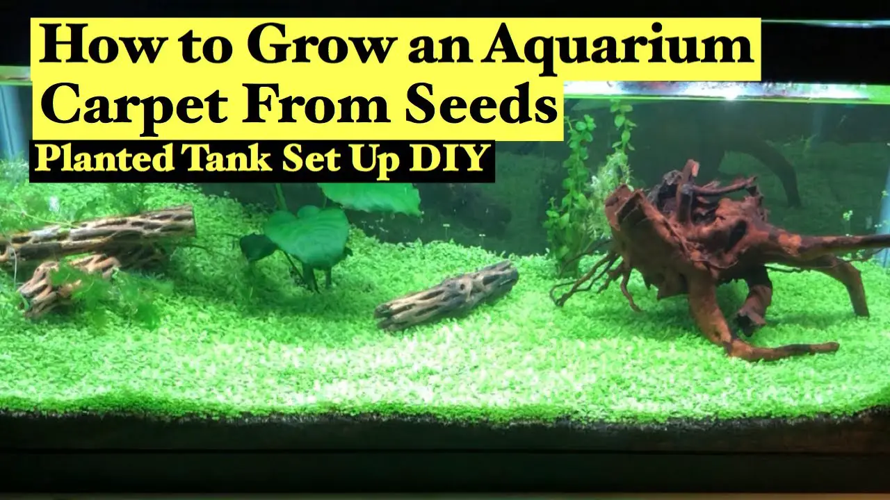 https://aquariumia.com/how-to-plant-carpet-seeds-in-an-aquarium-with-water/