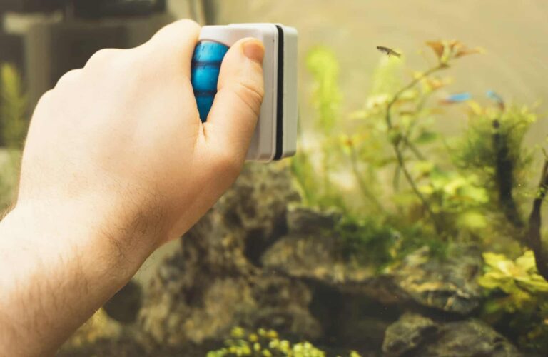 How to Use Aquarium Magnetic Glass Cleaner?