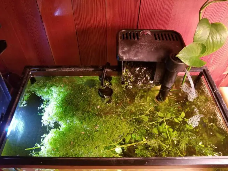 Do You Need to Feed Shrimp in Planted Tank?