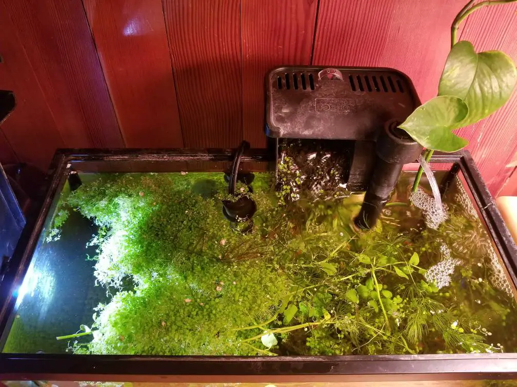 https://aquariumia.com/blog/page/31/