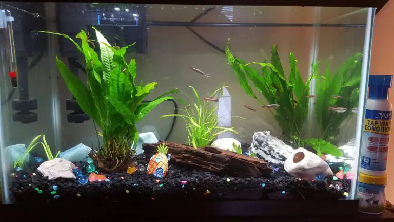 Ammonia Spike in Cycled Tank