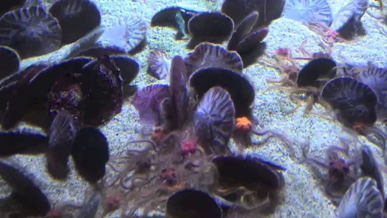 Can a Sand Dollar Survive in a Saltwater Tank Aquarium?