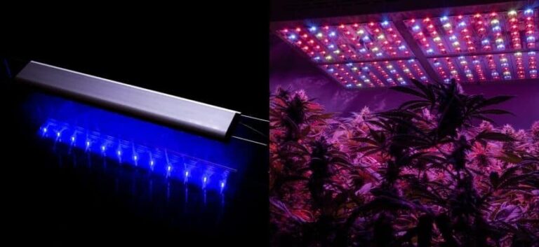 Can I Use Grow Light for Aquarium?