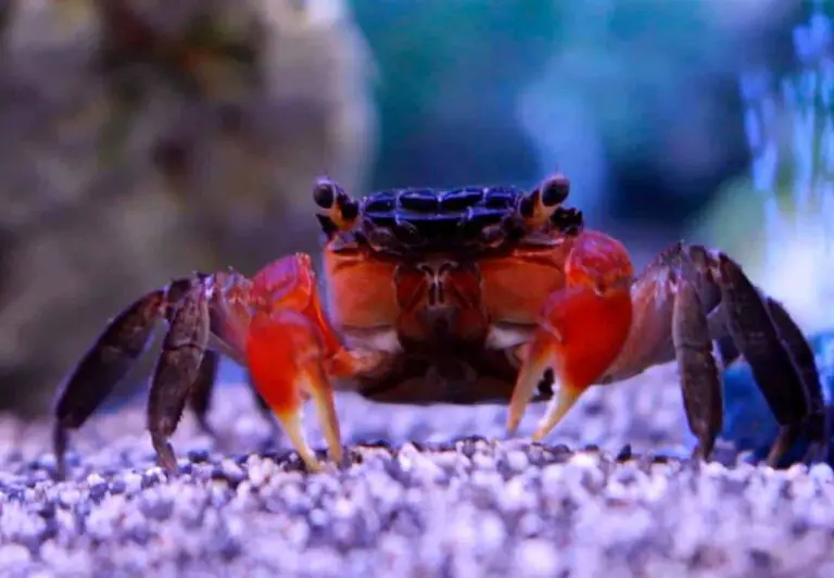 How Often Do Small Aquarium Crabs Shread?