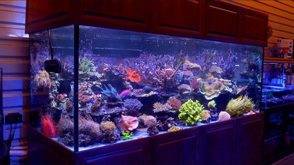 500 Gallon Fish Tank - Aquariumia