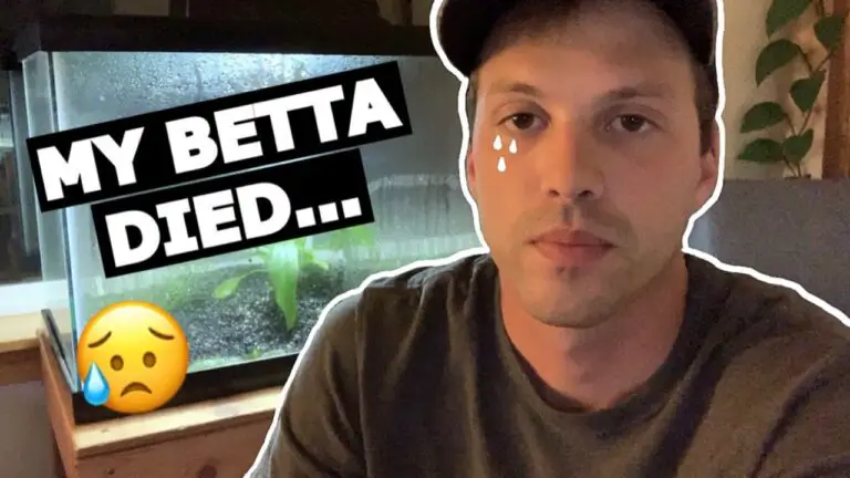 Is Duckweed Good for Bettas?