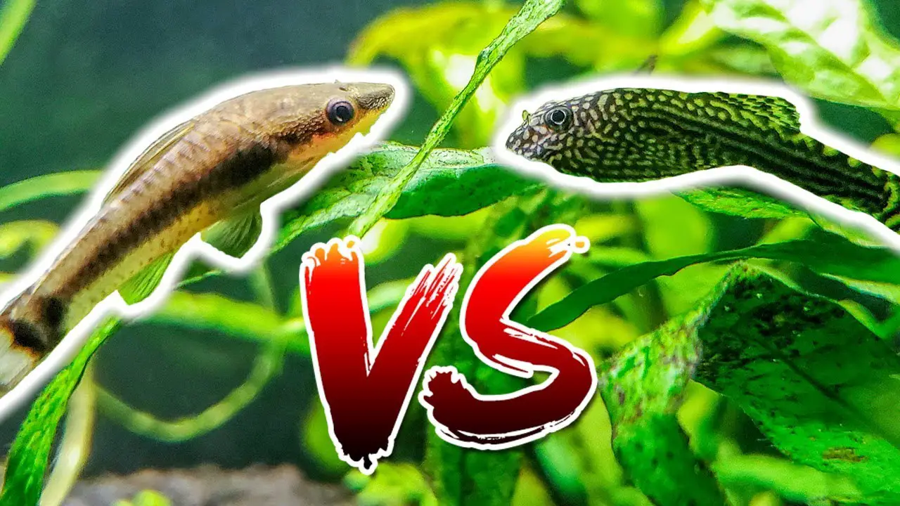 https://aquariumia.com/blog/page/11/