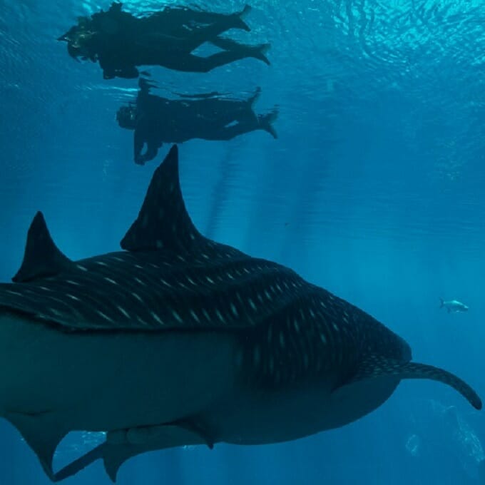https://aquariumia.com/page/18/