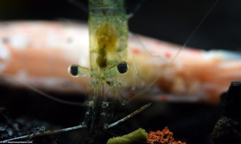 Do Shrimp Eat Dead Plants?