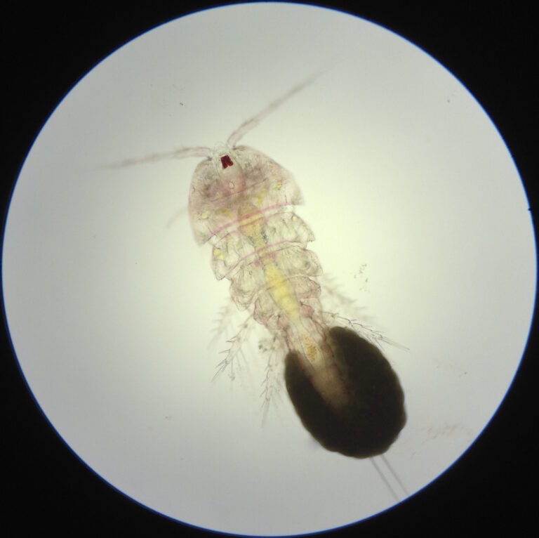 What Do Copepods Look Like in Tank?