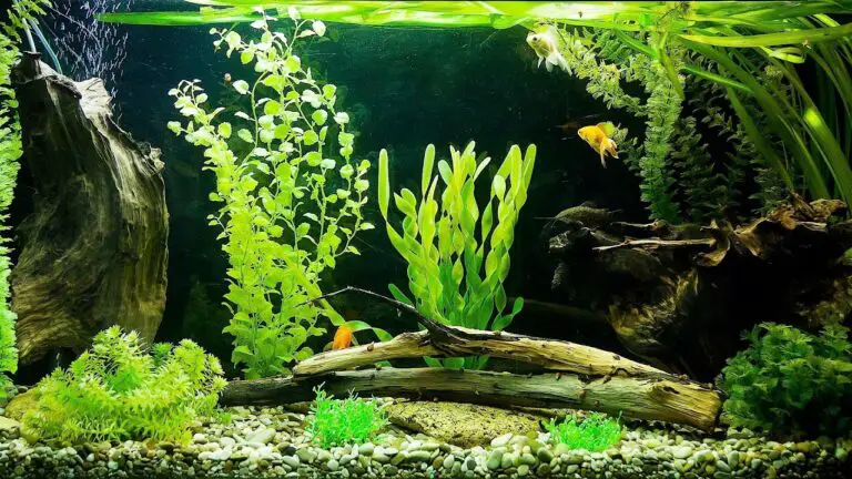 How to Know If Your Fish Tank Filter is Working?