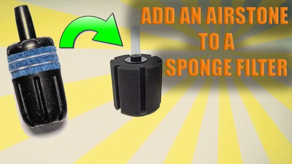 How to Add Airstone to Sponge Filter? Aquariumia
