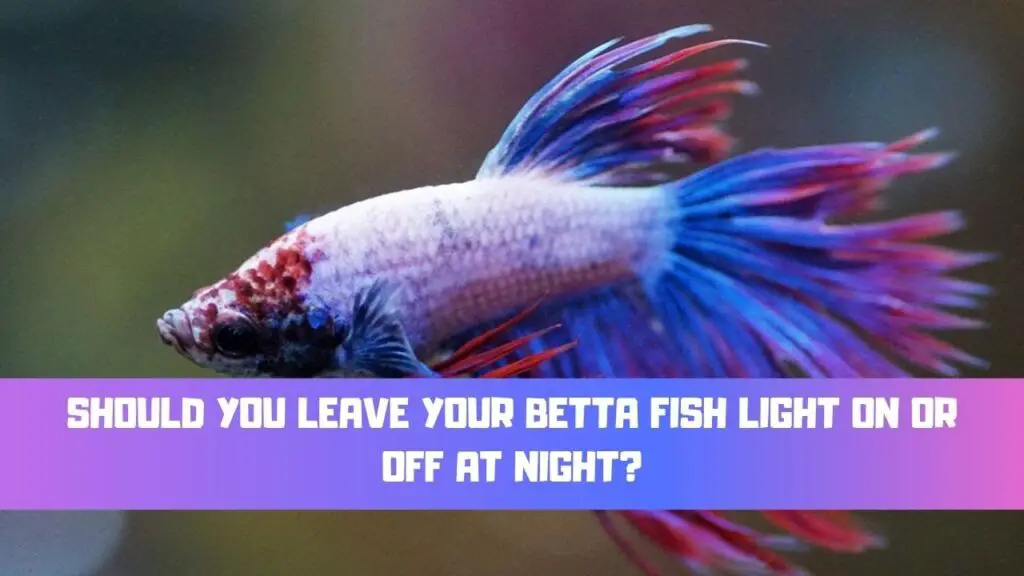 Do Bettas Like Blue Light at Night? Aquariumia