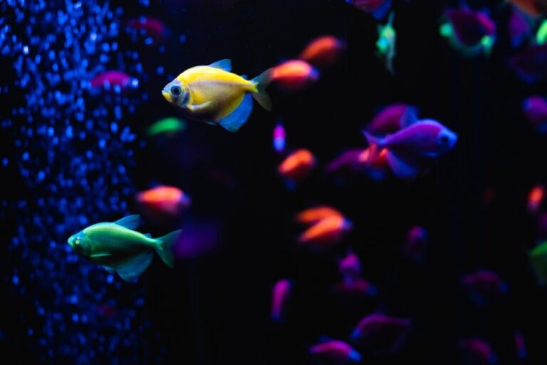 Do Glofish Need Light at Night?