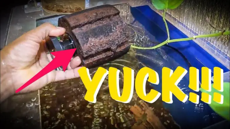 How to Clean Aquarium Filter Sponge?