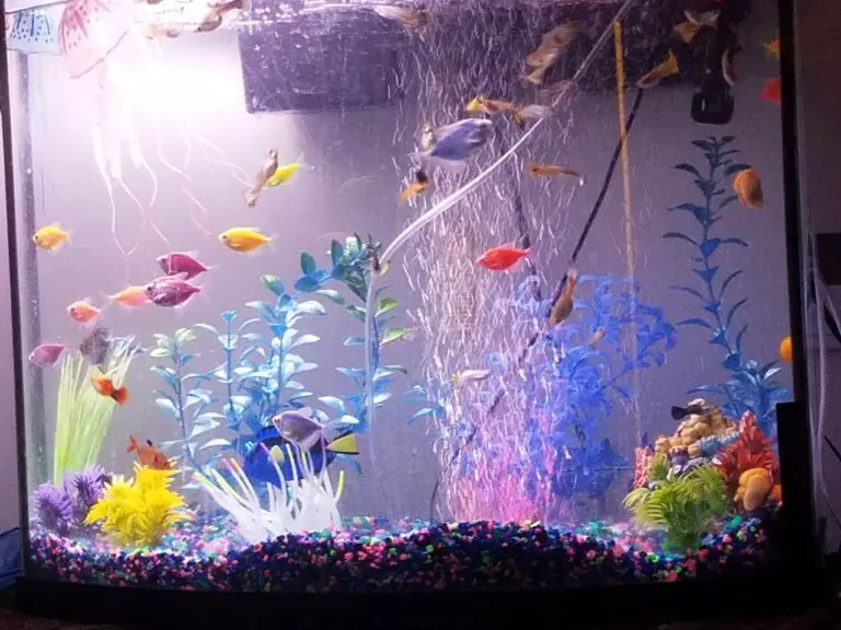 Can Glofish Tetras Live With Guppies?