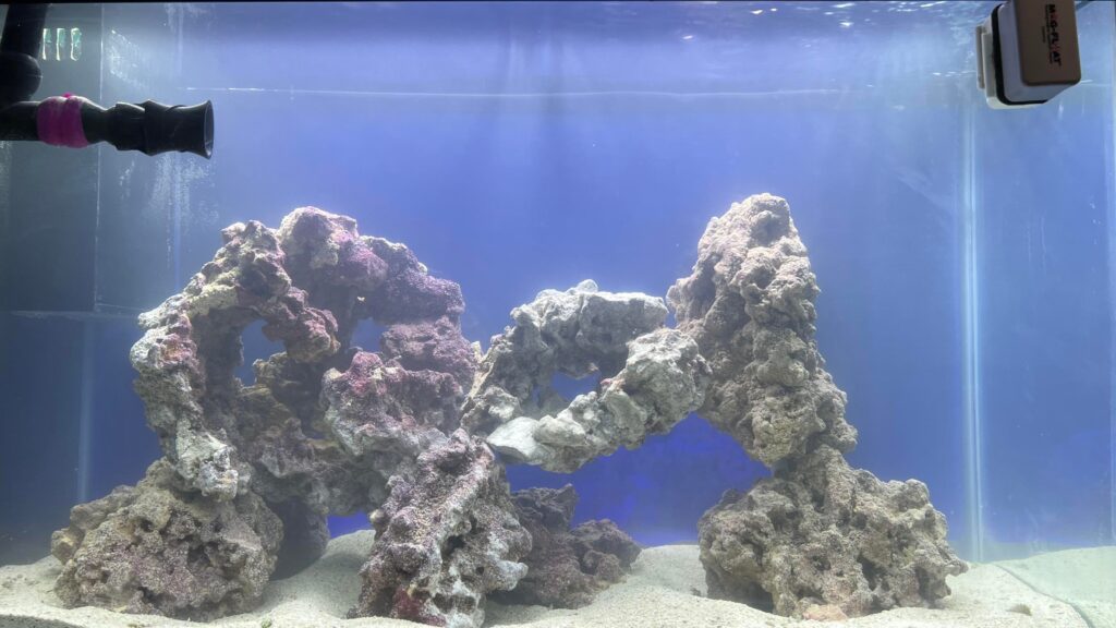 Image showcasing 29 Gallon Saltwater Tank Stocking Ideas - Aquariumia
