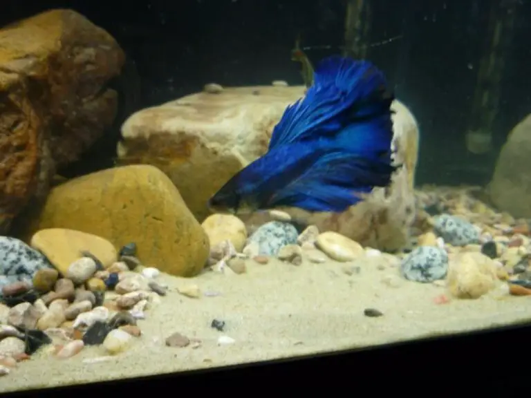 Why Use Sand in Aquarium?