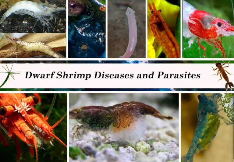 Cherry Shrimp Diseases