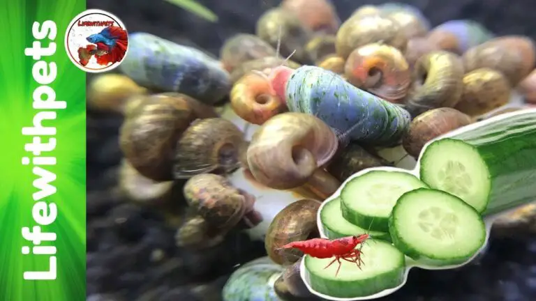 How to Feed Nerite Snails Cucumber?