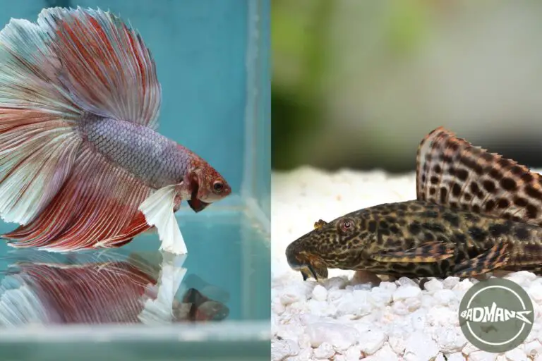 Can Plecostomus Live With Bettas?