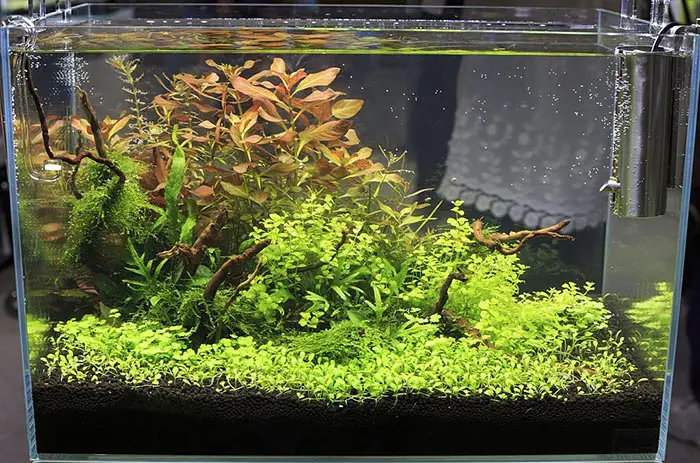 https://aquariumia.com/how-to-clean-plastic-aquarium-plants/