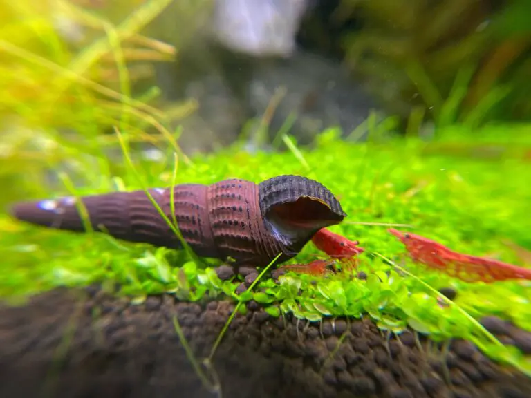 Rabbit Snail Not Moving