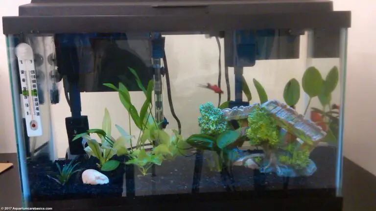 How Long is a 10 Gallon Fish Tank?