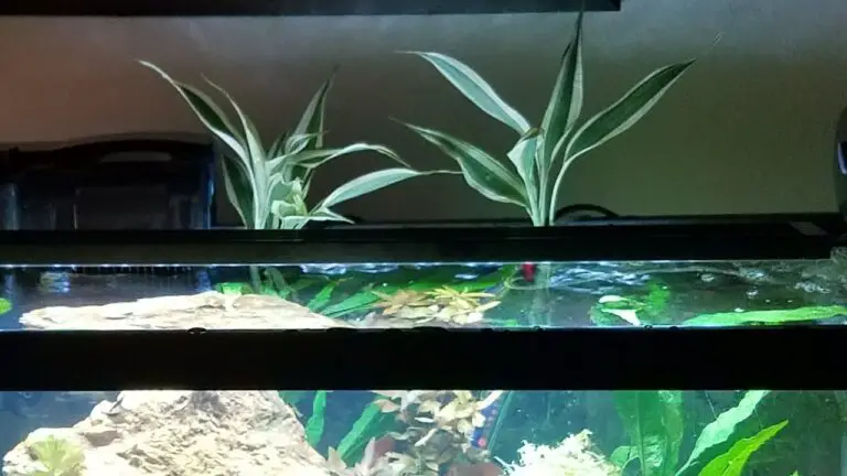 Gold Ribbon Plant in Aquarium