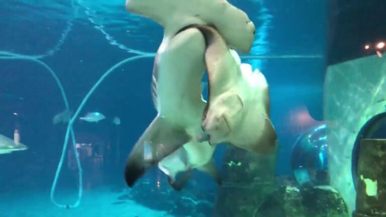 Hammerhead Shark Attacks Stingray at Adventure Aquarium