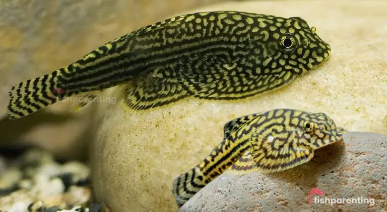 Are Hillstream Loaches Nocturnal?