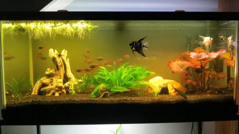 How Many Angelfish in a 75 Gallon Tank?