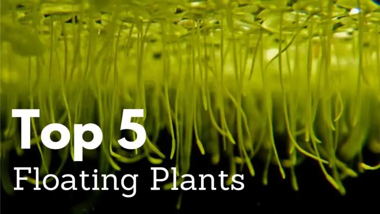 Floating Plants for Freshwater Aquarium